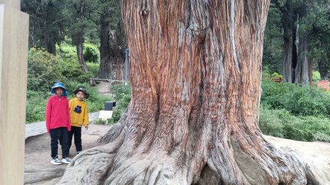 世界柏树王园林风景区旅行图片 1