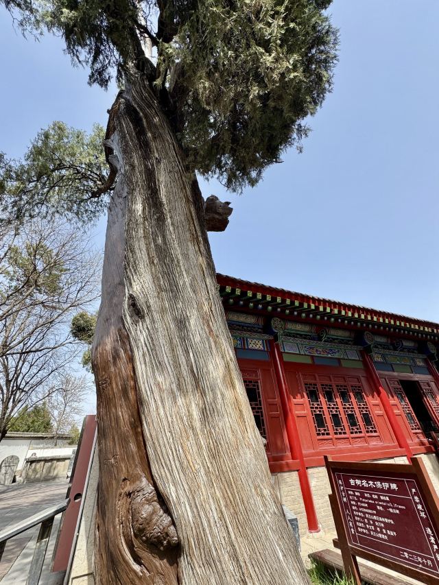 药王山旅行图片 8