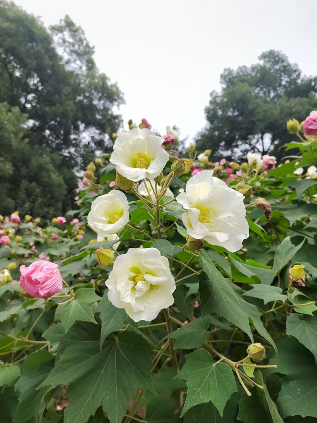 成都植物园旅行图片 5