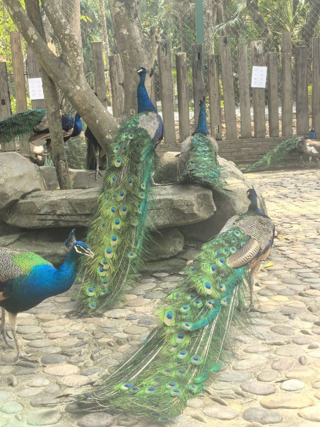 西双版纳傣族园旅行图片 1