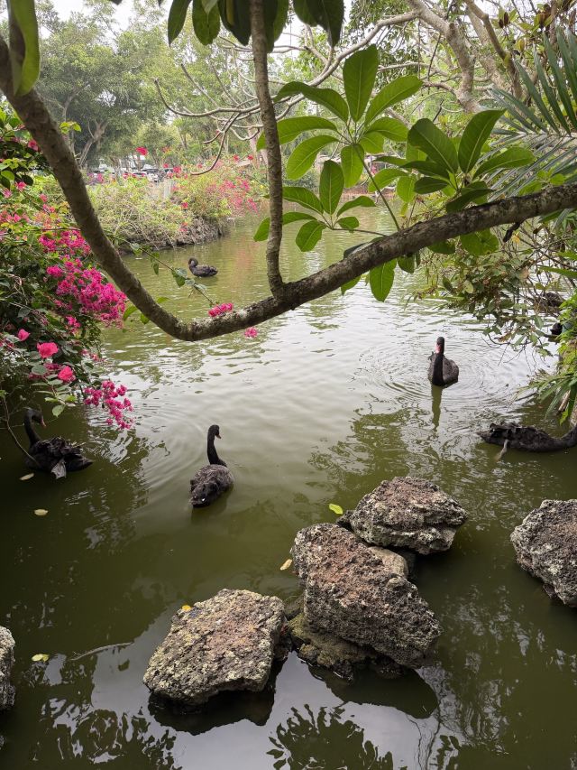 海南热带野生动植物园旅行图片 2
