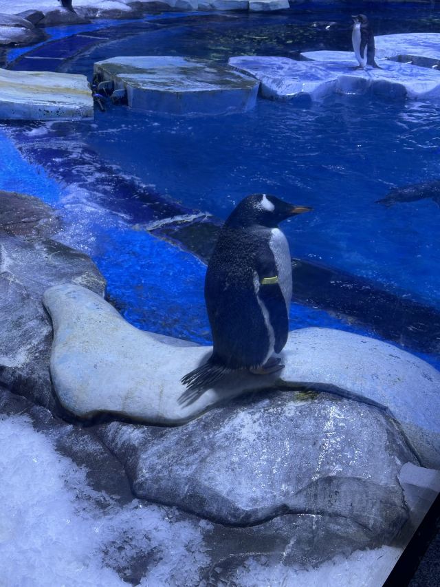 上海海昌海洋公园旅行图片 3