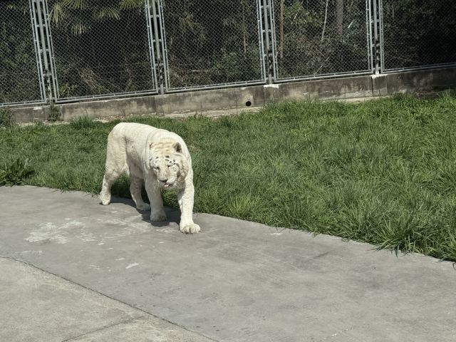 上海野生动物园旅行图片 4