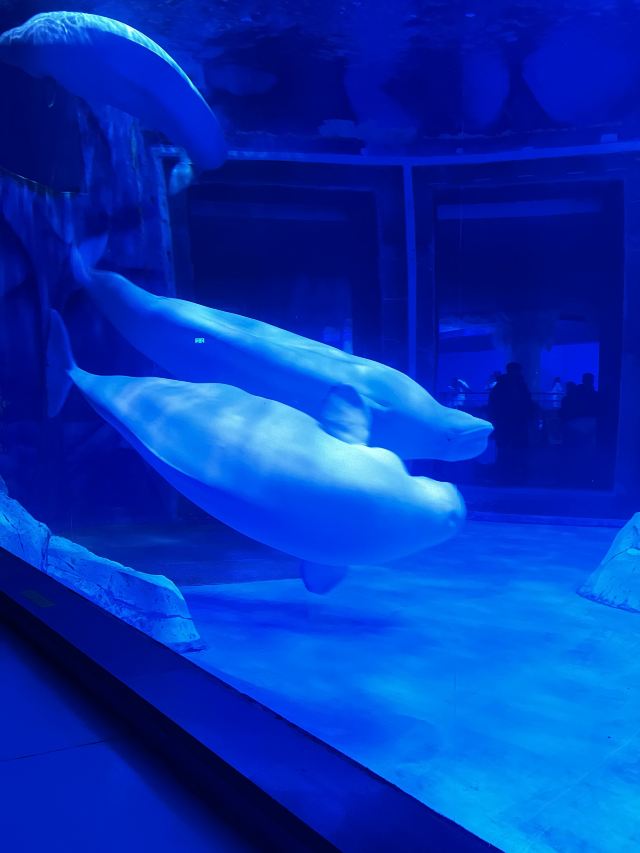 上海海昌海洋公园旅行图片 1