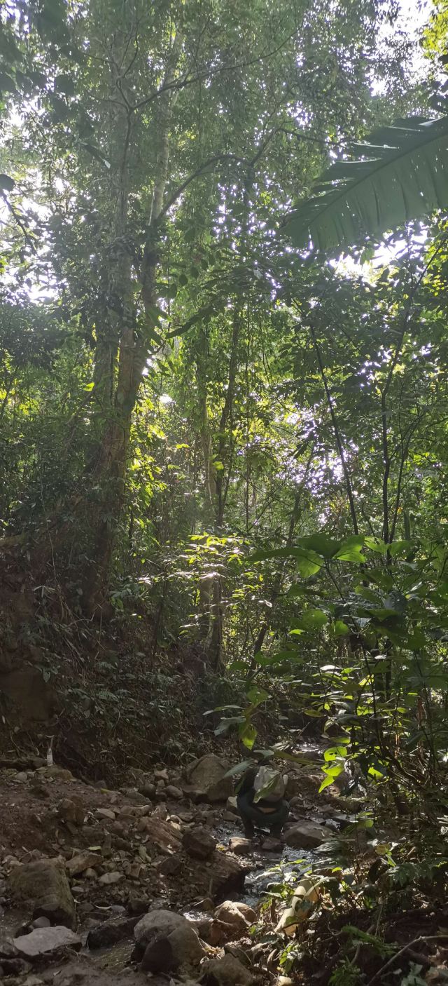 基诺山寨景区旅行图片 5