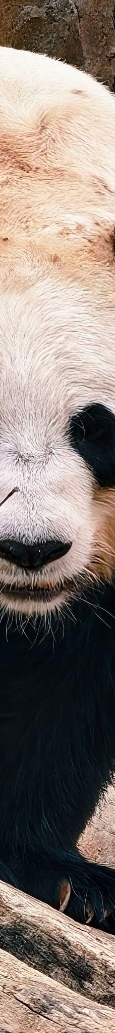 西宁熊猫馆-西宁-YoYo_1T3S6Y2P