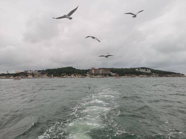 养马岛林间花海旅行图片 1
