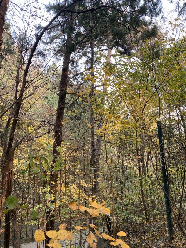 香山公园旅行图片 7
