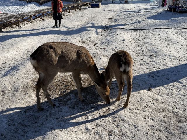 乌兰布统达瓦鄂温克驯鹿部落旅行图片 2