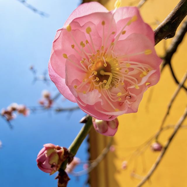 荣氏梅园旅行图片 2