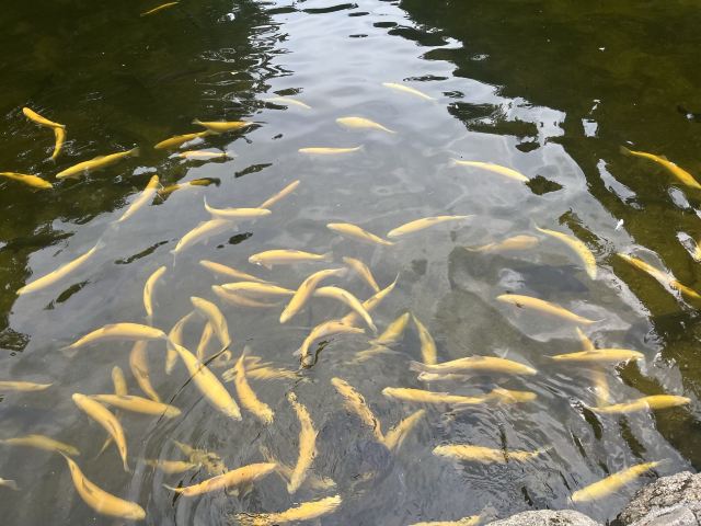 大冰沟国家地质森林公园旅行图片 1
