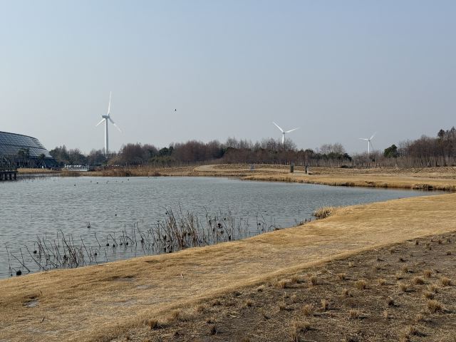 上海东滩湿地公园旅行图片 3