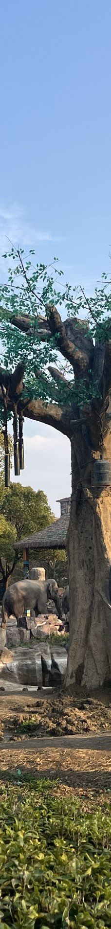 上海野生动物园-上海-YoYo_7A0R3T9H