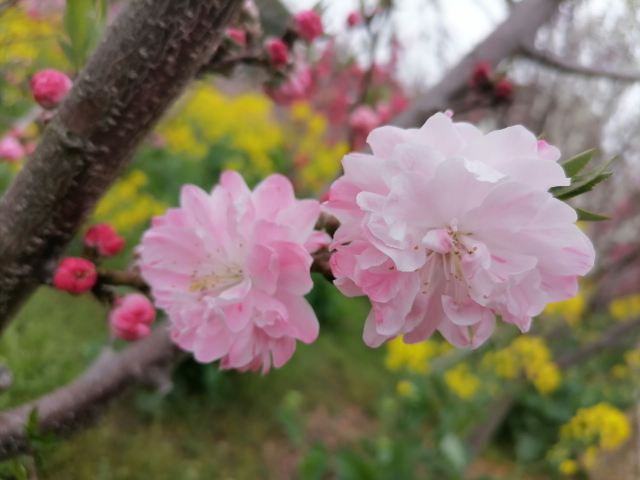 上海南汇桃花村旅行图片 4