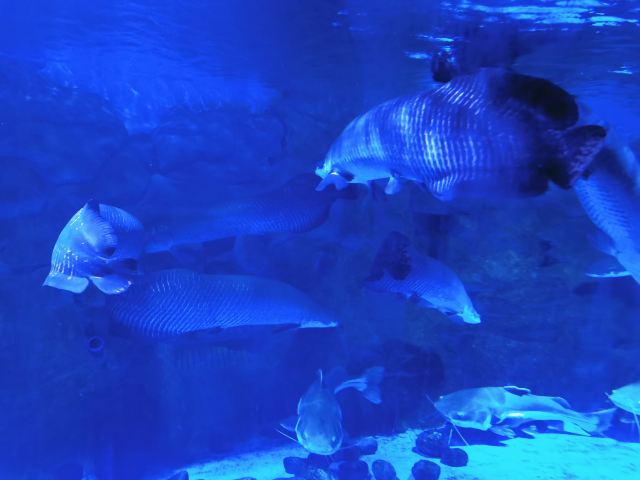 广汉海昌海洋探索馆旅行图片 2