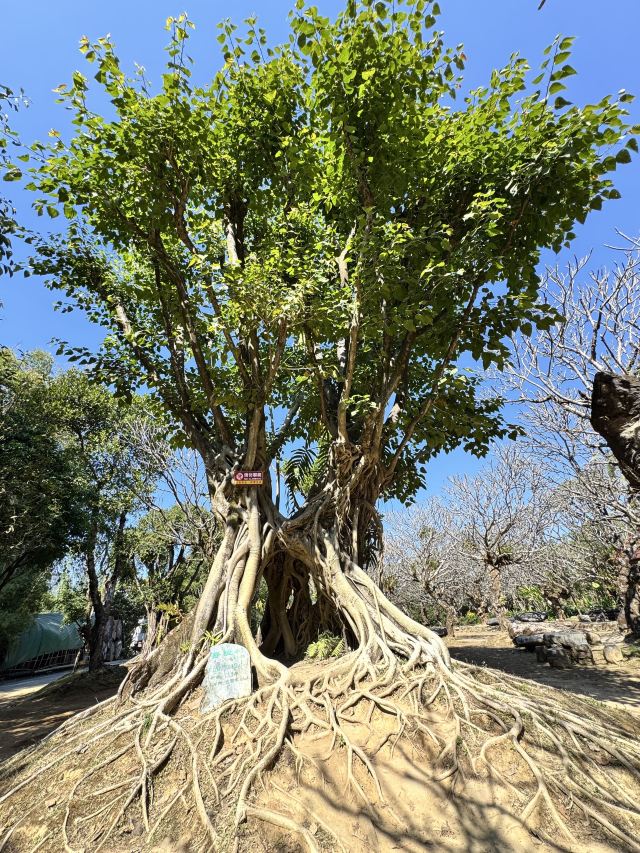 勐巴娜西珍奇园旅行图片 6