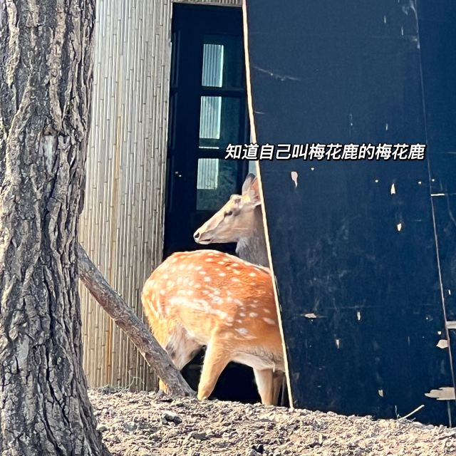 牡丹江珍稀动物园旅行图片 4