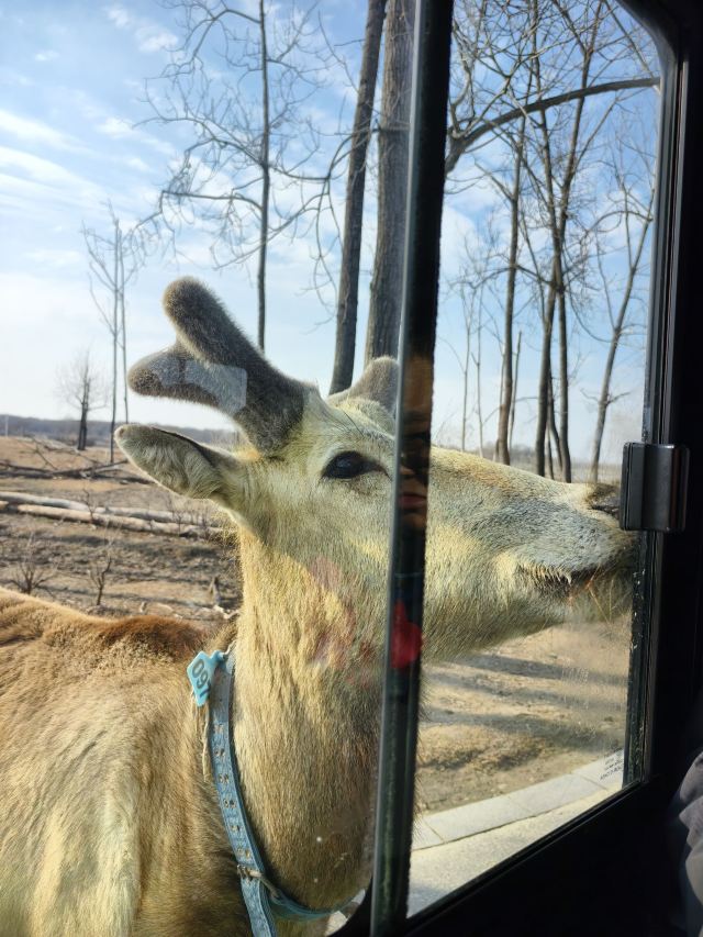 中华麋鹿园旅行图片 3