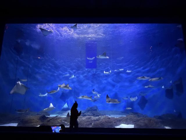 上海海洋水族馆旅行图片 1