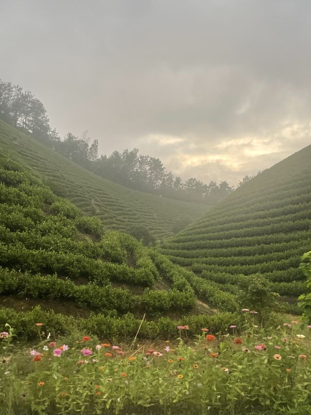 白茶原·安吉白茶观景平台旅行图片 2