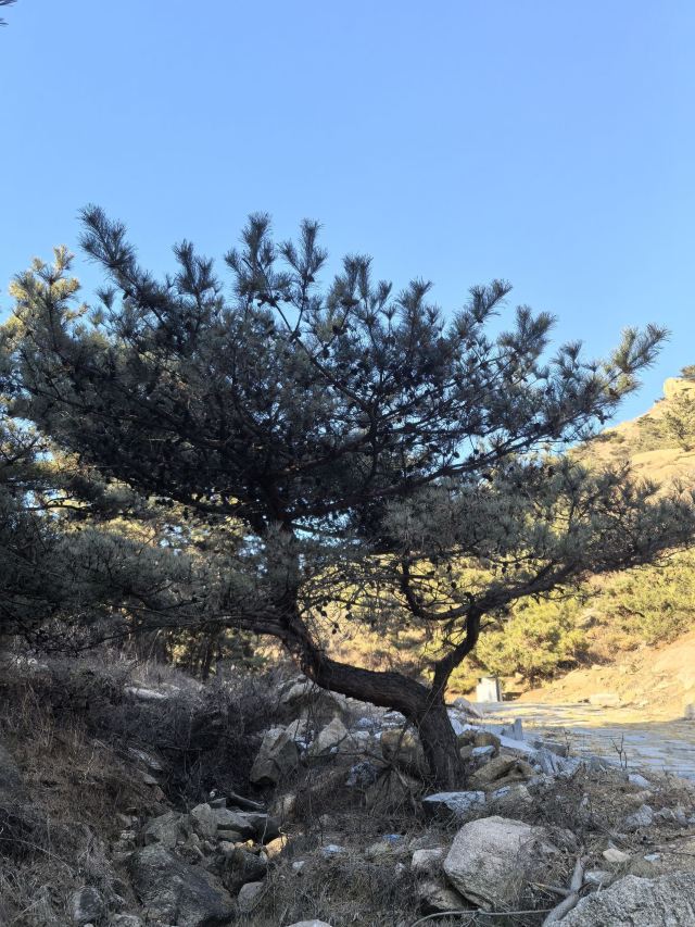 青岛珠山国家森林公园旅行图片 3