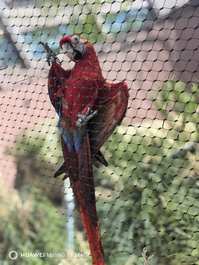 千鹦鸟舍鹦鹉主题乐园旅行图片 4
