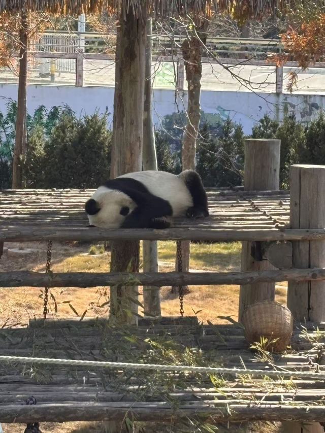 西霞口神雕山野生动物世界奇遇乐园旅行图片 7