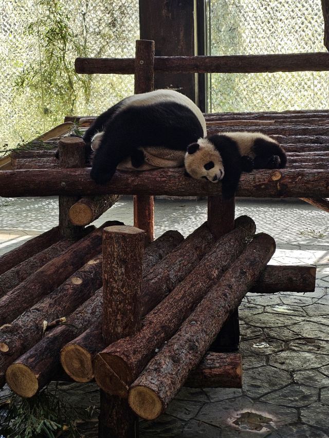 上海野生动物园旅行图片 1