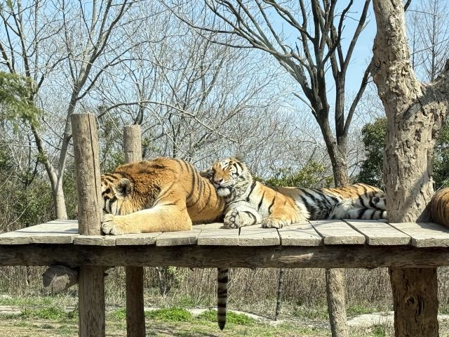上海野生动物园旅行图片 8
