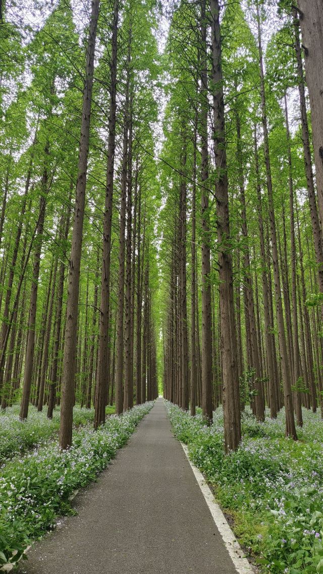 金湖水上森林景区旅行图片 3