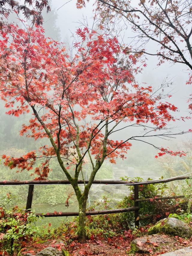 川西红枫岭旅行图片 3