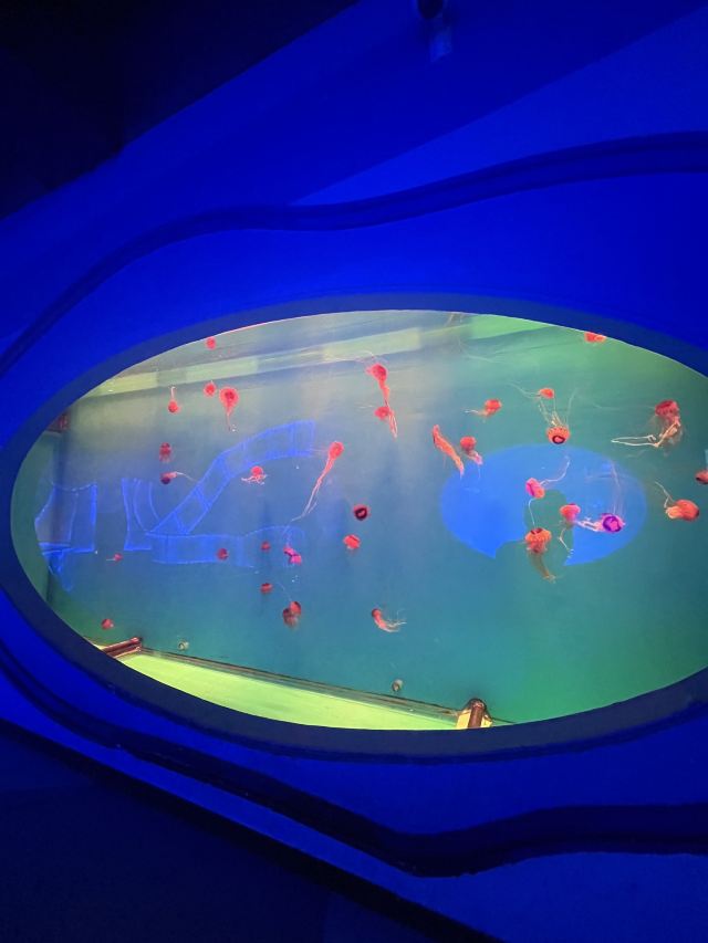 长沙湘江海洋王国旅行图片 2