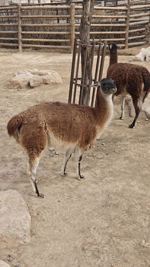 太原动物园旅行图片 4