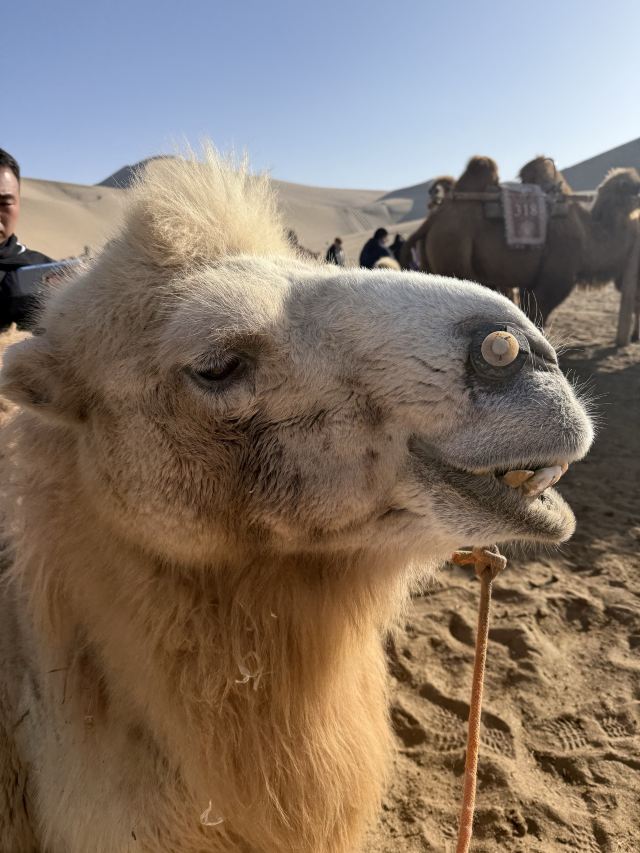 鸣沙山月牙泉旅行图片 1