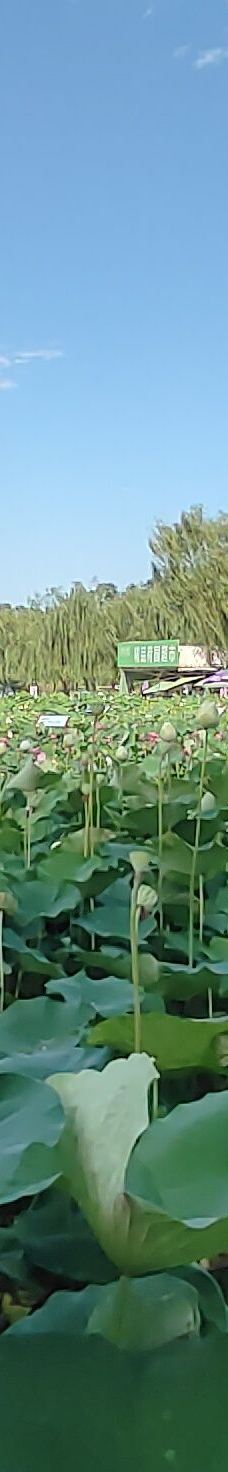 白洋淀风景区-雄县-YoYo_5V6A6V0K