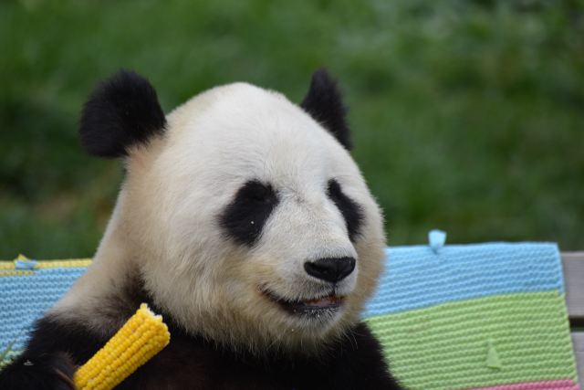 林胡古塞旅行图片 3