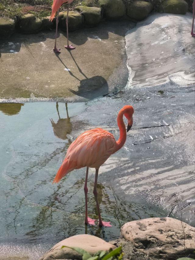 湖南常德野生动物世界旅行图片 2