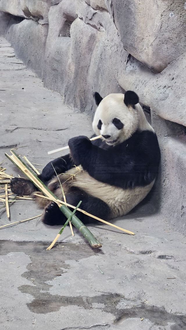 太阳岛大熊猫馆旅行图片 1