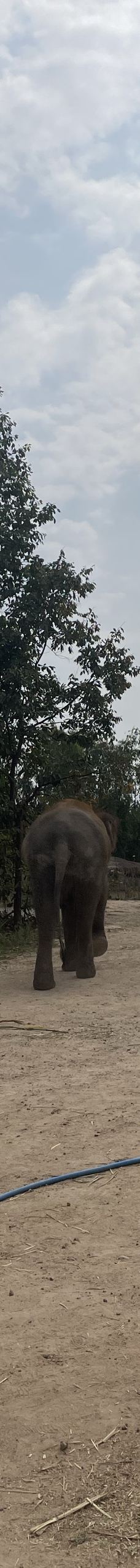 清迈大象丛林保护区-清迈-Tina走天下