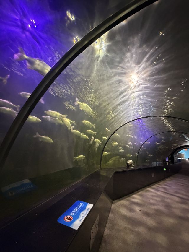 曲江海洋极地公园旅行图片 1