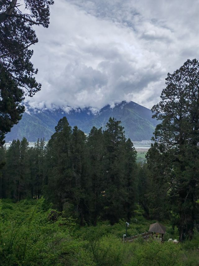 世界柏树王园林风景区旅行图片 3