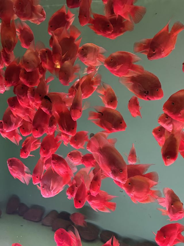 福州欧乐堡海洋世界旅行图片 2