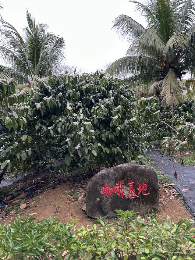 兴隆热带植物园旅行图片 1