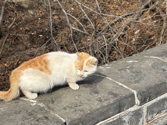 八达岭长城旅行图片 2