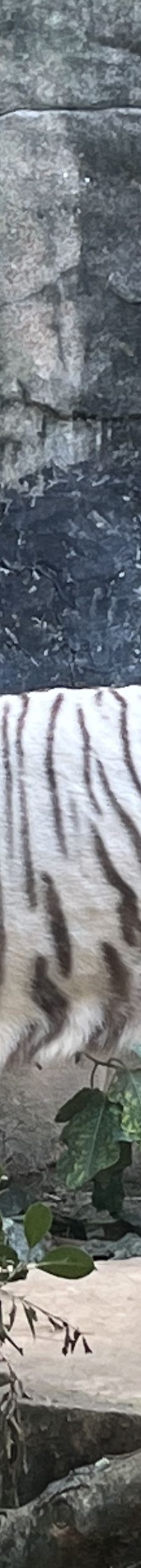 南宁动物园-南宁-花香缥缈