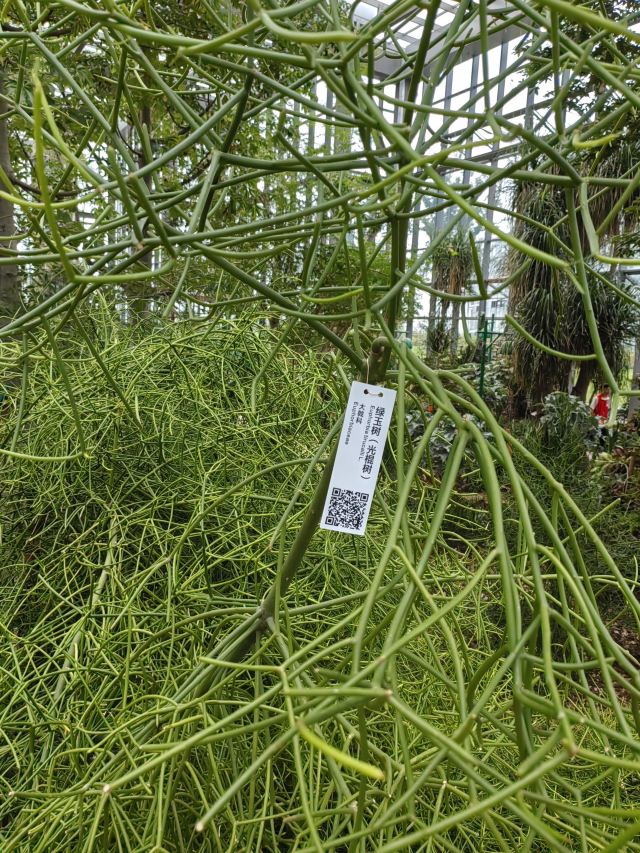南昌珍奇植物园旅行图片 1