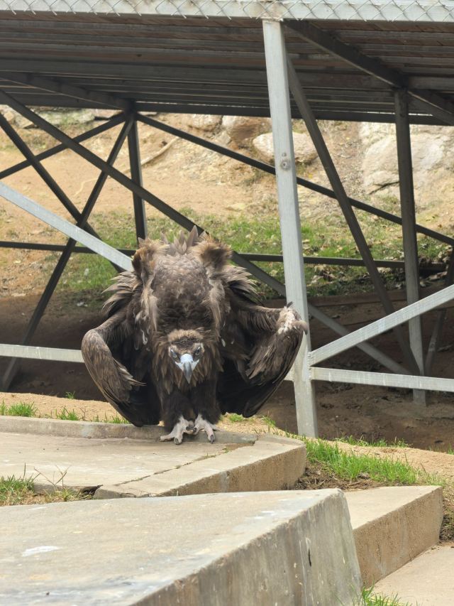 西霞口神雕山野生动物世界奇遇乐园旅行图片 6