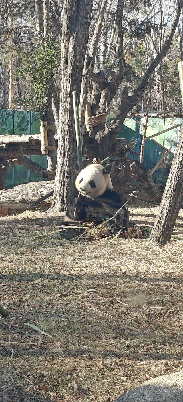 太阳岛大熊猫馆旅行图片 9