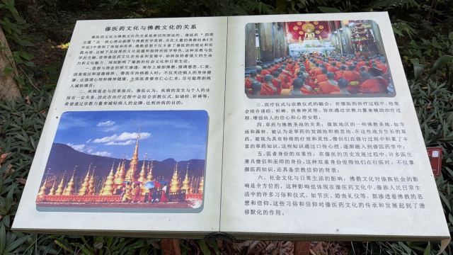西双版纳南药园旅行图片 7