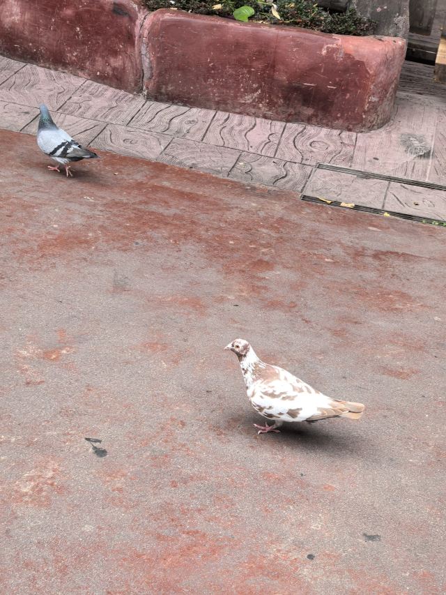 长鹿旅游休博园旅行图片 1